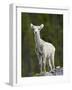 Stone Sheep (Ovis Dalli Stonei) Lamb, Muncho Lake Provincial Park, British Columbia, Canada-James Hager-Framed Photographic Print