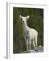 Stone Sheep (Ovis Dalli Stonei) Lamb, Muncho Lake Provincial Park, British Columbia, Canada-James Hager-Framed Photographic Print