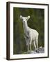 Stone Sheep (Ovis Dalli Stonei) Lamb, Muncho Lake Provincial Park, British Columbia, Canada-James Hager-Framed Photographic Print