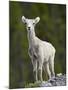 Stone Sheep (Ovis Dalli Stonei) Lamb, Muncho Lake Provincial Park, British Columbia, Canada-James Hager-Mounted Photographic Print