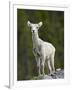 Stone Sheep (Ovis Dalli Stonei) Lamb, Muncho Lake Provincial Park, British Columbia, Canada-James Hager-Framed Photographic Print