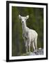 Stone Sheep (Ovis Dalli Stonei) Lamb, Muncho Lake Provincial Park, British Columbia, Canada-James Hager-Framed Photographic Print