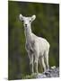 Stone Sheep (Ovis Dalli Stonei) Lamb, Muncho Lake Provincial Park, British Columbia, Canada-James Hager-Mounted Photographic Print