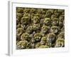 Stone Statues in Otagi Nebutsuji Temple in Kyoto-Rudy Sulgan-Framed Photographic Print