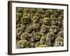 Stone Statues in Otagi Nebutsuji Temple in Kyoto-Rudy Sulgan-Framed Photographic Print