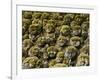 Stone Statues in Otagi Nebutsuji Temple in Kyoto-Rudy Sulgan-Framed Photographic Print