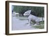 Stone Statues of Animals Along Sacred Way or Spirit Way Leading to Tombs of Ming Emperors Beijing-null-Framed Giclee Print