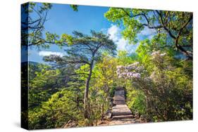 Stone Steps Leading into the Lush Natural Environment with Trees and Blossoms of Tian Mu Shan-Andreas Brandl-Stretched Canvas