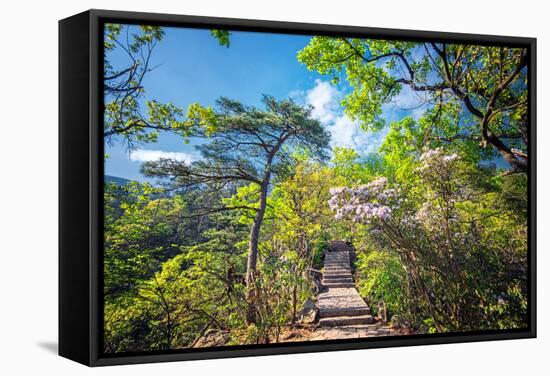 Stone Steps Leading into the Lush Natural Environment with Trees and Blossoms of Tian Mu Shan-Andreas Brandl-Framed Stretched Canvas