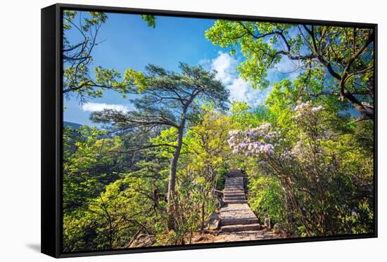 Stone Steps Leading into the Lush Natural Environment with Trees and Blossoms of Tian Mu Shan-Andreas Brandl-Framed Stretched Canvas