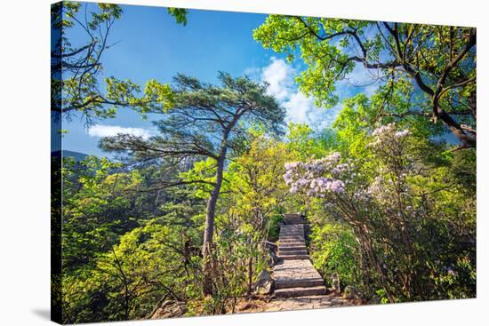 Stone Steps Leading into the Lush Natural Environment with Trees and Blossoms of Tian Mu Shan-Andreas Brandl-Stretched Canvas