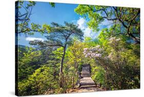 Stone Steps Leading into the Lush Natural Environment with Trees and Blossoms of Tian Mu Shan-Andreas Brandl-Stretched Canvas