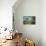 Stone Steps Leading into the Lush Natural Environment with Trees and Blossoms of Tian Mu Shan-Andreas Brandl-Photographic Print displayed on a wall