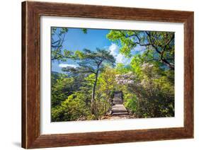 Stone Steps Leading into the Lush Natural Environment with Trees and Blossoms of Tian Mu Shan-Andreas Brandl-Framed Photographic Print