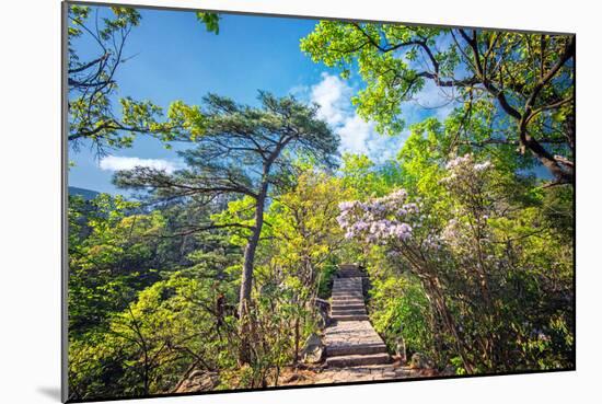 Stone Steps Leading into the Lush Natural Environment with Trees and Blossoms of Tian Mu Shan-Andreas Brandl-Mounted Photographic Print