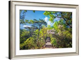 Stone Steps Leading into the Lush Natural Environment with Trees and Blossoms of Tian Mu Shan-Andreas Brandl-Framed Photographic Print