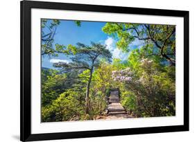 Stone Steps Leading into the Lush Natural Environment with Trees and Blossoms of Tian Mu Shan-Andreas Brandl-Framed Photographic Print