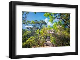 Stone Steps Leading into the Lush Natural Environment with Trees and Blossoms of Tian Mu Shan-Andreas Brandl-Framed Photographic Print
