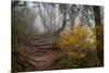 Stone Steps-Danny Head-Mounted Photographic Print