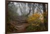 Stone Steps-Danny Head-Framed Photographic Print