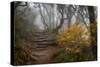 Stone Steps-Danny Head-Stretched Canvas