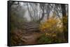 Stone Steps-Danny Head-Framed Stretched Canvas