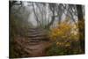 Stone Steps-Danny Head-Stretched Canvas