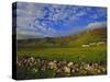 Stone Wall and Belnn Bhuldhe, Cleadale, Isle of Eigg, Inner Hebrides, Scotland, UK, Europe-Jean Brooks-Stretched Canvas