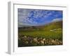 Stone Wall and Belnn Bhuldhe, Cleadale, Isle of Eigg, Inner Hebrides, Scotland, UK, Europe-Jean Brooks-Framed Photographic Print