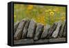 Stone wall and coreopsis flowers, The Parklands of Floyds Fork, Louisville, Kentucky-Adam Jones-Framed Stretched Canvas