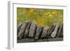 Stone wall and coreopsis flowers, The Parklands of Floyds Fork, Louisville, Kentucky-Adam Jones-Framed Photographic Print