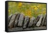 Stone wall and coreopsis flowers, The Parklands of Floyds Fork, Louisville, Kentucky-Adam Jones-Framed Stretched Canvas