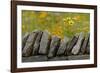 Stone wall and coreopsis flowers, The Parklands of Floyds Fork, Louisville, Kentucky-Adam Jones-Framed Photographic Print