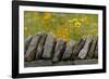 Stone wall and coreopsis flowers, The Parklands of Floyds Fork, Louisville, Kentucky-Adam Jones-Framed Photographic Print