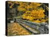 Stone Wall Framed by Big Leaf Maple, Columbia River Gorge, Oregon, USA-Jaynes Gallery-Stretched Canvas