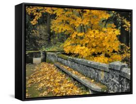 Stone Wall Framed by Big Leaf Maple, Columbia River Gorge, Oregon, USA-Jaynes Gallery-Framed Stretched Canvas