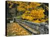 Stone Wall Framed by Big Leaf Maple, Columbia River Gorge, Oregon, USA-Jaynes Gallery-Stretched Canvas