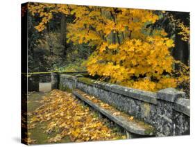 Stone Wall Framed by Big Leaf Maple, Columbia River Gorge, Oregon, USA-Jaynes Gallery-Stretched Canvas