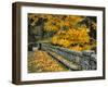 Stone Wall Framed by Big Leaf Maple, Columbia River Gorge, Oregon, USA-Jaynes Gallery-Framed Premium Photographic Print