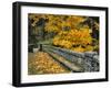 Stone Wall Framed by Big Leaf Maple, Columbia River Gorge, Oregon, USA-Jaynes Gallery-Framed Premium Photographic Print