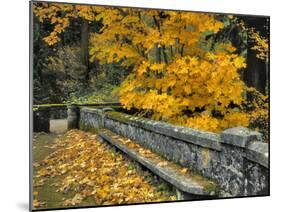 Stone Wall Framed by Big Leaf Maple, Columbia River Gorge, Oregon, USA-Jaynes Gallery-Mounted Premium Photographic Print