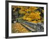 Stone Wall Framed by Big Leaf Maple, Columbia River Gorge, Oregon, USA-Jaynes Gallery-Framed Photographic Print