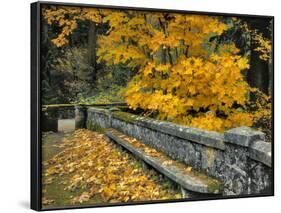 Stone Wall Framed by Big Leaf Maple, Columbia River Gorge, Oregon, USA-Jaynes Gallery-Framed Photographic Print