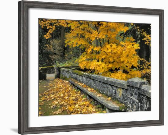 Stone Wall Framed by Big Leaf Maple, Columbia River Gorge, Oregon, USA-Jaynes Gallery-Framed Photographic Print