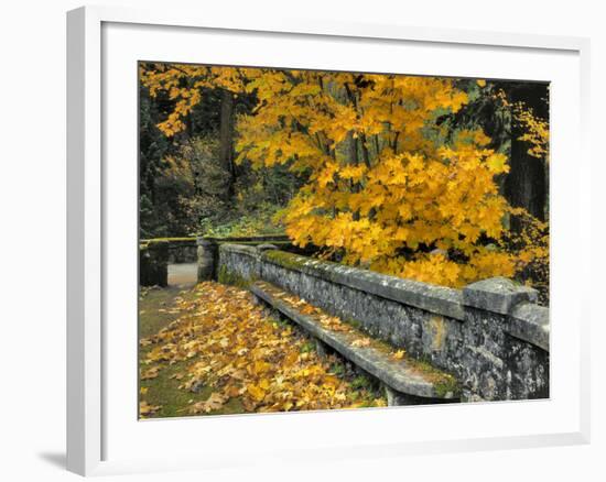 Stone Wall Framed by Big Leaf Maple, Columbia River Gorge, Oregon, USA-Jaynes Gallery-Framed Photographic Print