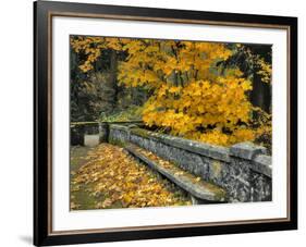 Stone Wall Framed by Big Leaf Maple, Columbia River Gorge, Oregon, USA-Jaynes Gallery-Framed Photographic Print