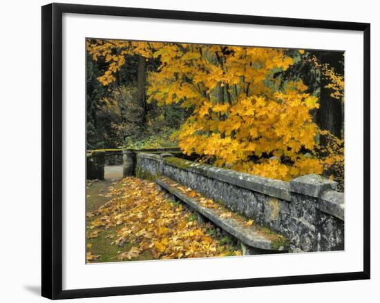 Stone Wall Framed by Big Leaf Maple, Columbia River Gorge, Oregon, USA-Jaynes Gallery-Framed Photographic Print