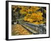 Stone Wall Framed by Big Leaf Maple, Columbia River Gorge, Oregon, USA-Jaynes Gallery-Framed Photographic Print