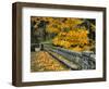Stone Wall Framed by Big Leaf Maple, Columbia River Gorge, Oregon, USA-Jaynes Gallery-Framed Photographic Print