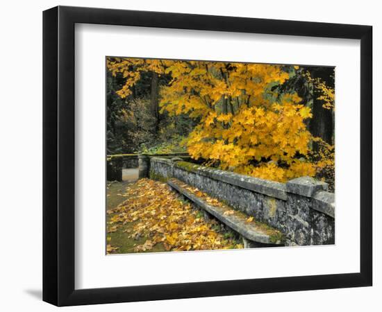 Stone Wall Framed by Big Leaf Maple, Columbia River Gorge, Oregon, USA-Jaynes Gallery-Framed Photographic Print